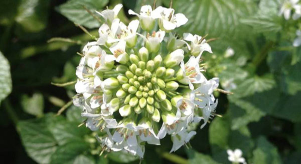 石林种植基地